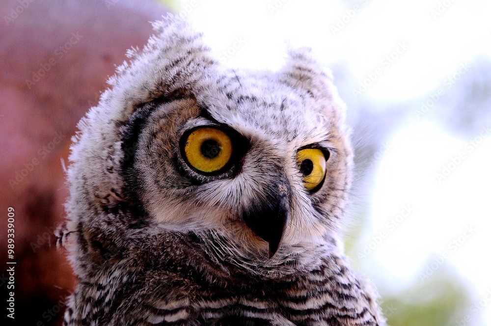 Obraz premium great horned owl