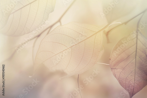 Delicate Translucent Leaves in Natural Light with Soft Pastel Colors