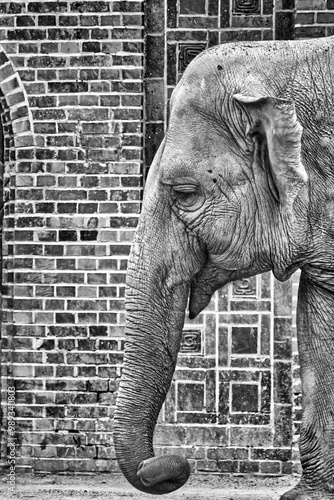 elefant, elfenbein, tier, Rüssel, säugetier, tierpark, wild lebende tiere, wild, safari, gross, afrika, asien, natur, isoliert, grau, schwarz-weiss, weiß, Schwarz, ohr, Stoßzahn, Stoßzähne, Zoo Leipzi