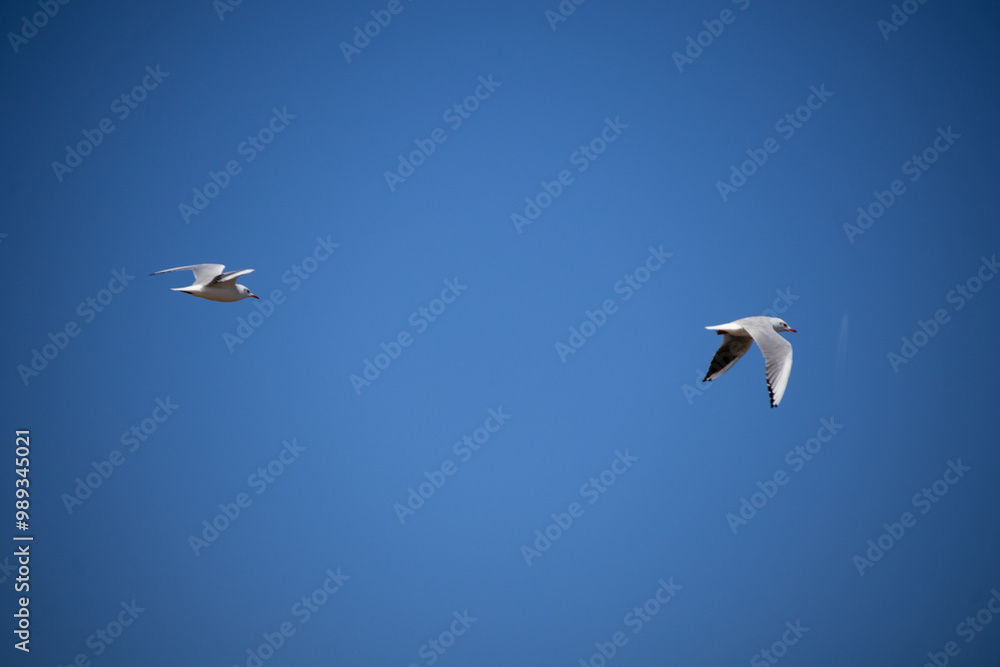 Fototapeta premium seagulls in flight
