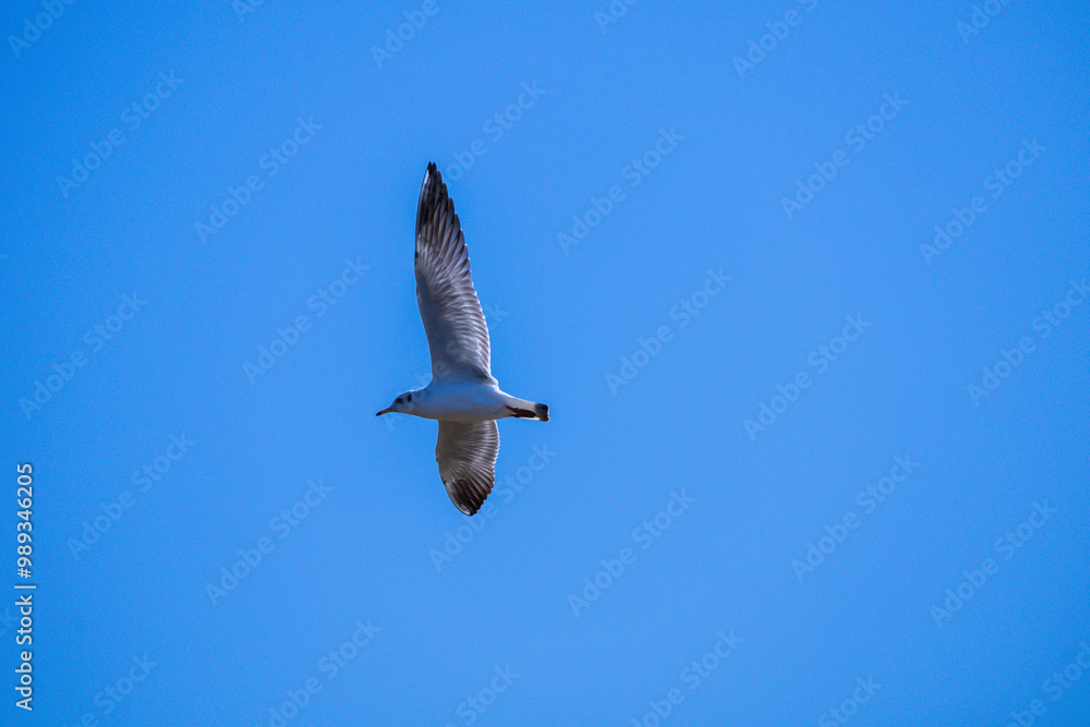 Obraz premium seagull in flight