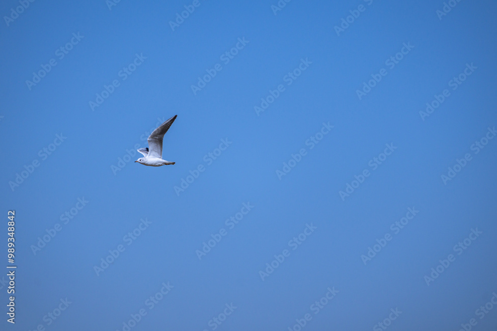 Obraz premium seagull in flight