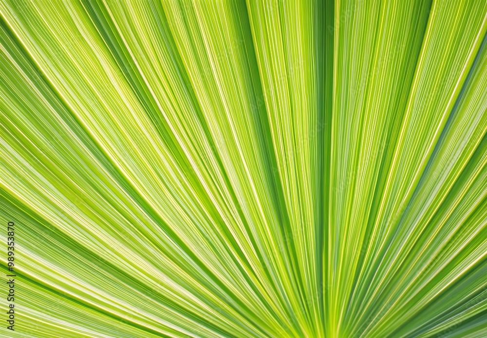 Abstract Green Palm Leaf Texture with Lines Abstract Green Palm Leaf Texture with Lines