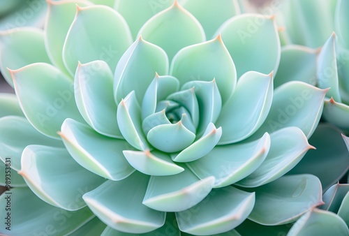 Wallpaper Mural Pastel Green Echeveria Succulent Close-Up Torontodigital.ca