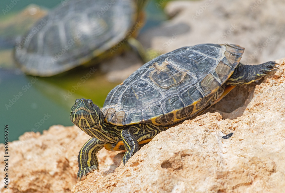 red-eared turtle basking in the sun red-eared turtle basking in the sun