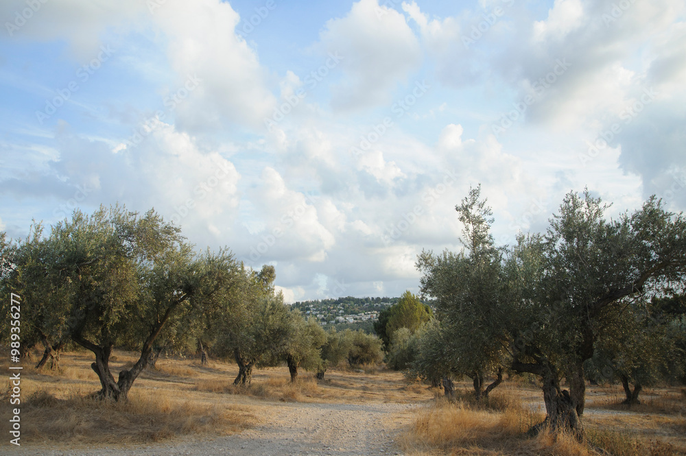 Fototapeta premium Close up shot of old olive trees near Latrun monastery. Israel.