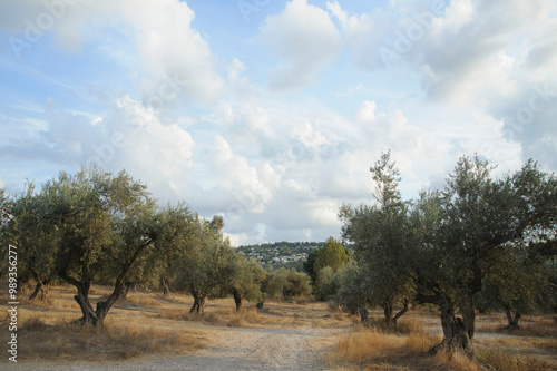 Close up shot of old olive trees near Latrun monastery. Israel.