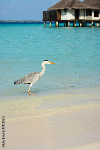 A white breasted grey heron at the beach with stilt houses in the background photo