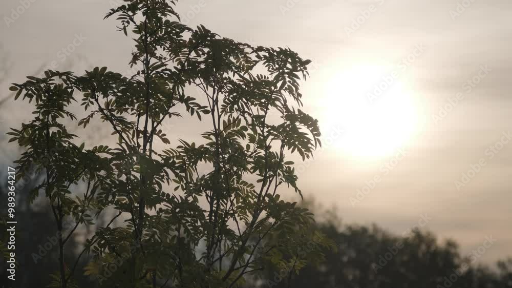 Rowan leaves sway in the wind against the backdrop of a beautiful sunset
Rowan leaves sway in the wind against the backdrop of a beautiful sunset