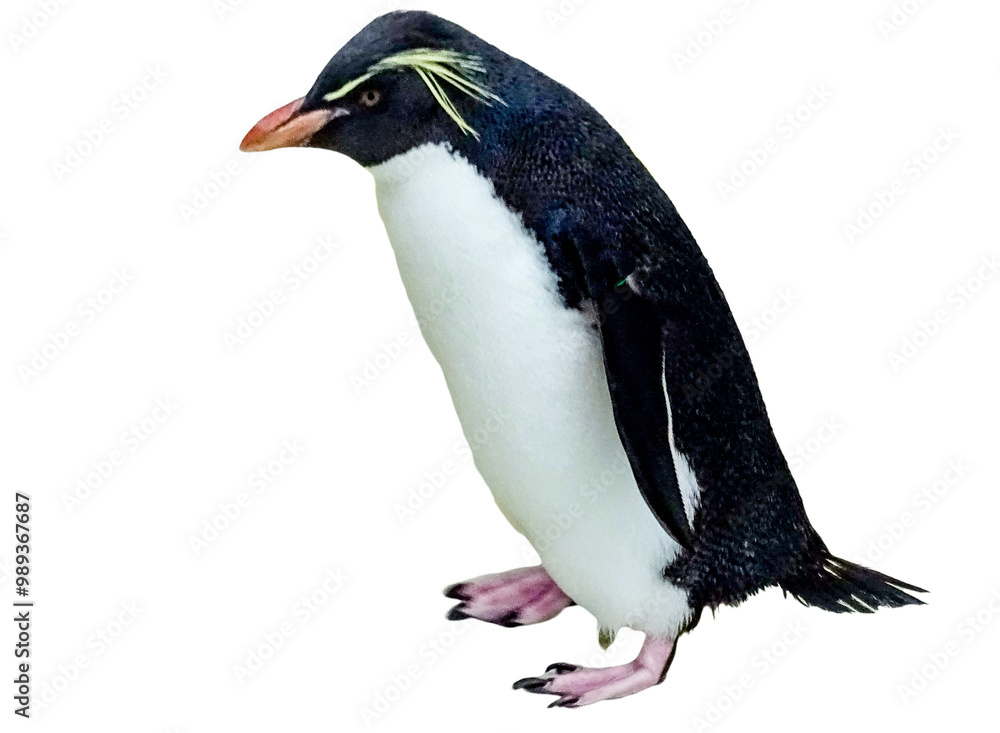 Naklejka premium Southern rockhopper penguin (Eudyptes chrysocome) isolated on white