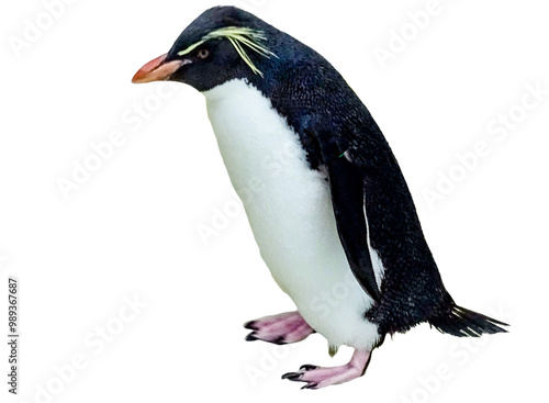 Southern rockhopper penguin (Eudyptes chrysocome) isolated on white photo