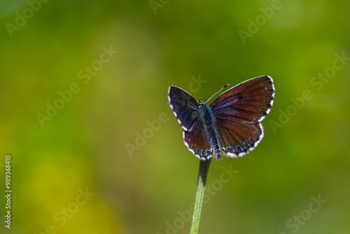 a wonderful little butterfly with black dots,Checkered Blue, Scolitantides orion