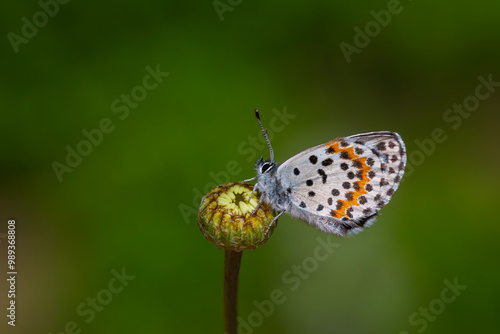Wallpaper Mural a wonderful little butterfly with black dots,Checkered Blue, Scolitantides orion Torontodigital.ca