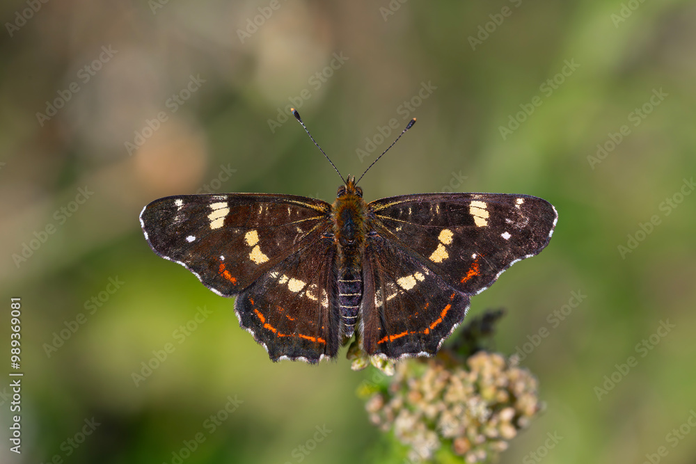 map butterfly feeding on flower, European Map, Araschnia levana map butterfly feeding on flower, European Map, Araschnia levana
