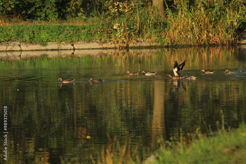 Flock of Mallard duck or Wild ducks (Anas platyrhynchos) in a flight and Swimming in a pond in autumn
Flock of Mallard duck or Wild ducks (Anas platyrhynchos) in a flight and Swimming in a pond in autumn
