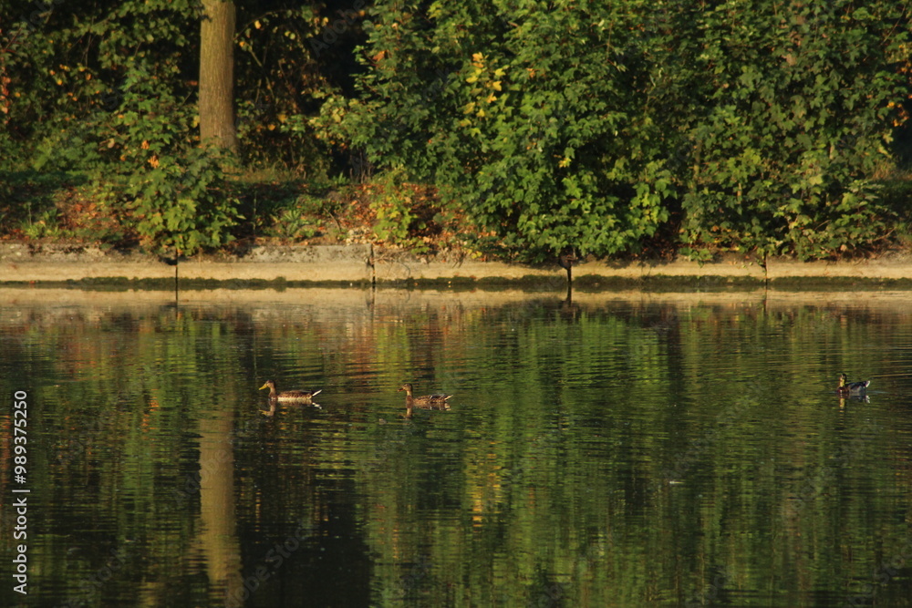 Flock of Mallard duck or Wild ducks (Anas platyrhynchos) in a flight and Swimming in a pond in autumn
Flock of Mallard duck or Wild ducks (Anas platyrhynchos) in a flight and Swimming in a pond in autumn