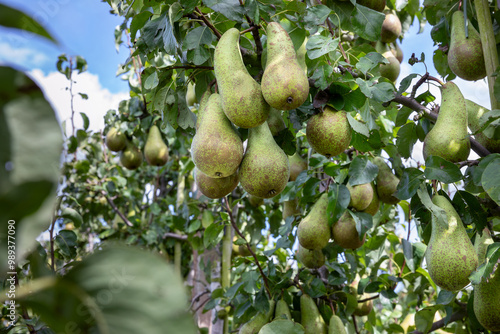 Conference peren in de boomgaard, klaar om geplukt te worden door de fruitteler photo