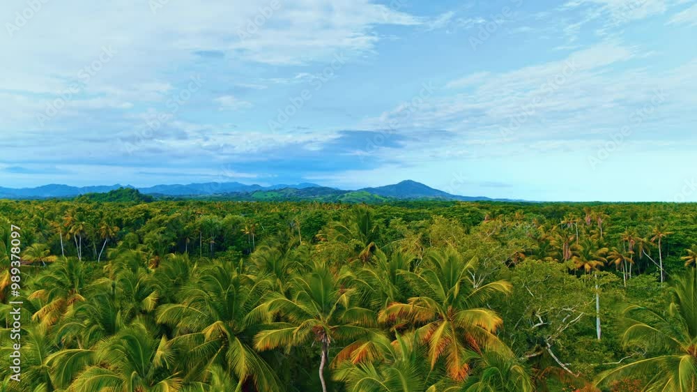 Wild tropical palm jungle, aerial view. Aerial view of palm grove in mountain landscape. Wildlife landscape of morning palm beach in Dominican Republic. Green flora background. Wild tropical palm jungle, aerial view. Aerial view of palm grove in mountain landscape. Wildlife landscape of morning palm beach in Dominican Republic. Green flora background.