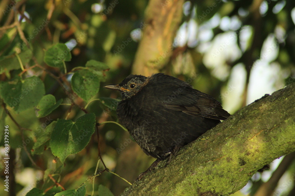 Young blackbird bird sits on a branch against green background. Little songbird. Thrush. City birds. Eurasian blackbird aka The common blackbird or Turdus merula. Young baby Blackbird
Young blackbird bird sits on a branch against green background. Little songbird. Thrush. City birds. Eurasian blackbird aka The common blackbird or Turdus merula. Young baby Blackbird