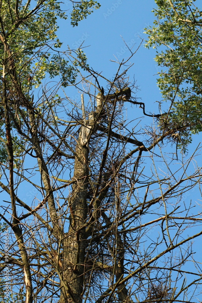 Mistletoe bunches on the tree. Parasitic plant growing on tree branches.
Mistletoe bunches on the tree. Parasitic plant growing on tree branches.