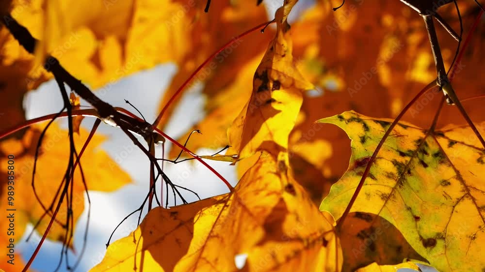 Close up of yellow maple leaves on tree branches gently swaying in the wind at sunset. Sunlight throws through autumn foliage swinging on breeze at forest. Beautiful colorful fall season. Slow motion Close up of yellow maple leaves on tree branches gently swaying in the wind at sunset. Sunlight throws through autumn foliage swinging on breeze at forest. Beautiful colorful fall season. Slow motion