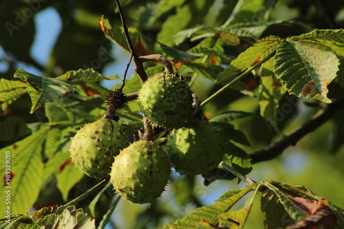 Prickly green chestnut. Chestnut macro in the garden in autumn outdoors. conkers - chestnut tree. Beautiful autumn background
 photo