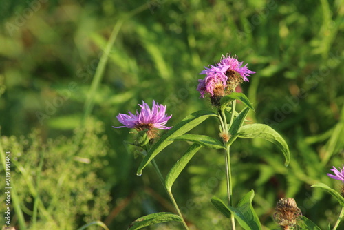 Brown knapweed (Centaurea jacea) in a summer meadow in morning with morning dew, Flower, Czech republic, Europe. Beautiful floral background 