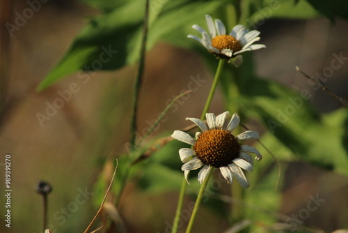 Flowering of daisies. Oxeye daisy, Leucanthemum vulgare, Daisies, Dox-eye, Common daisy, Dog daisy, Moon daisy. Gardening concept. Beautiful floral background
 photo