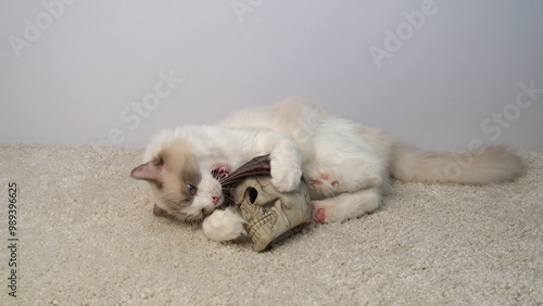 A white cat lies near a human skull.