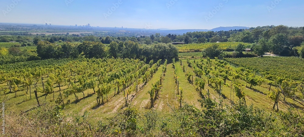 Naklejka premium Unterwegs in den Weinbergen 