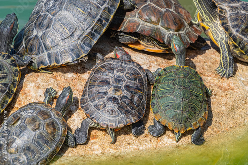 red-eared turtles basking in the sun photo