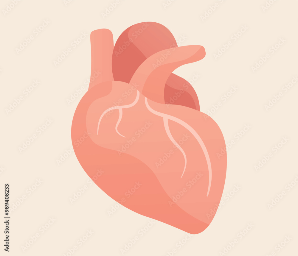 Cardiology medical heart, human heart illustration Cardiology medical heart, human heart illustration