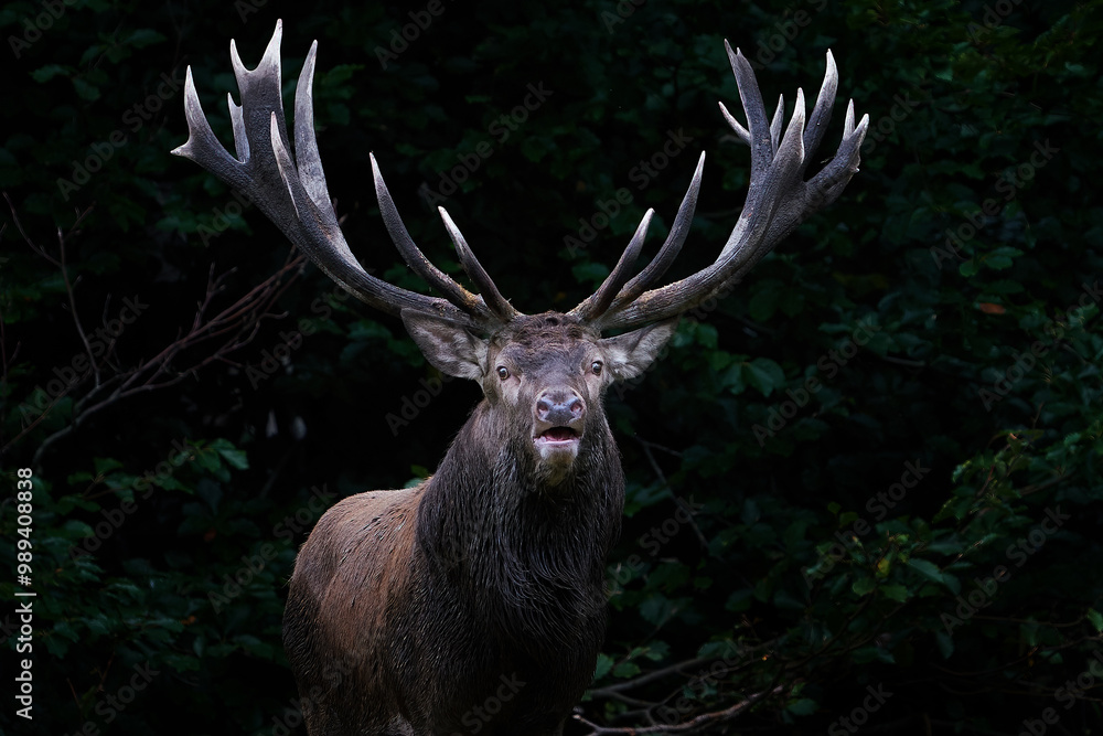 Naklejka premium Red deer (Cervus elaphus)