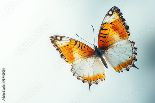 Flying Butterfly On White B...