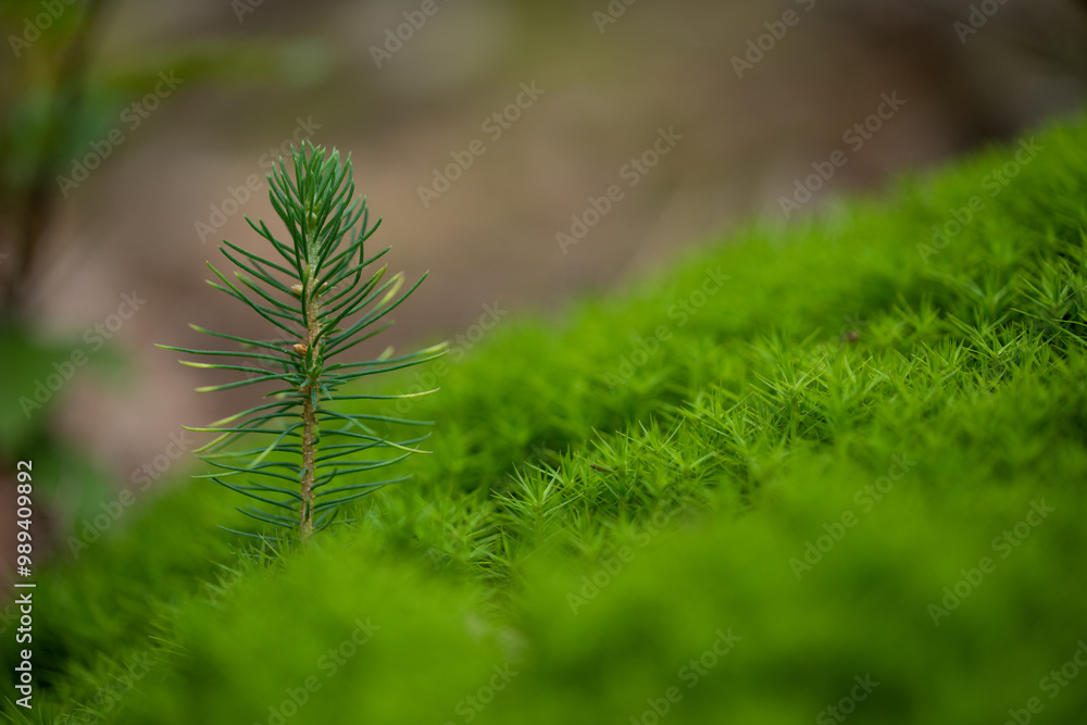 A spruce tree sapling with green moss background A spruce tree sapling with green moss background