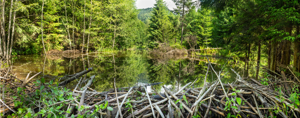 Nice view over a beaver pond. Scenic beaver landscape. Beaver dam and pond. Nice view over a beaver pond. Scenic beaver landscape. Beaver dam and pond.