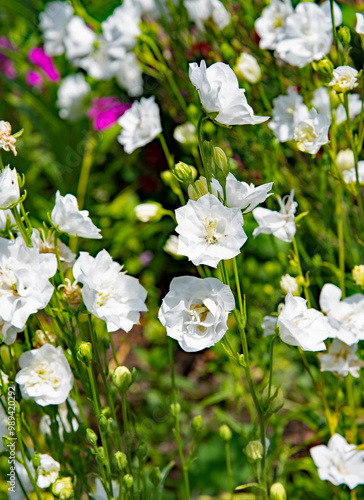 White Campanula persicifolia La Bonne Amie flowers blossom in the garden photo