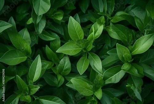 Lush Green Leaves Texture - Nature Background