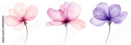 set of three watercolor flower illustrations, in pink and purple tones