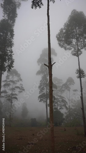 scenery of tall and large trees at the foot of Mount Cikuray in the afternoon covered in mist photo