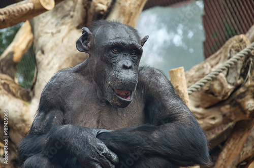 an old chimpanzee in the zoo