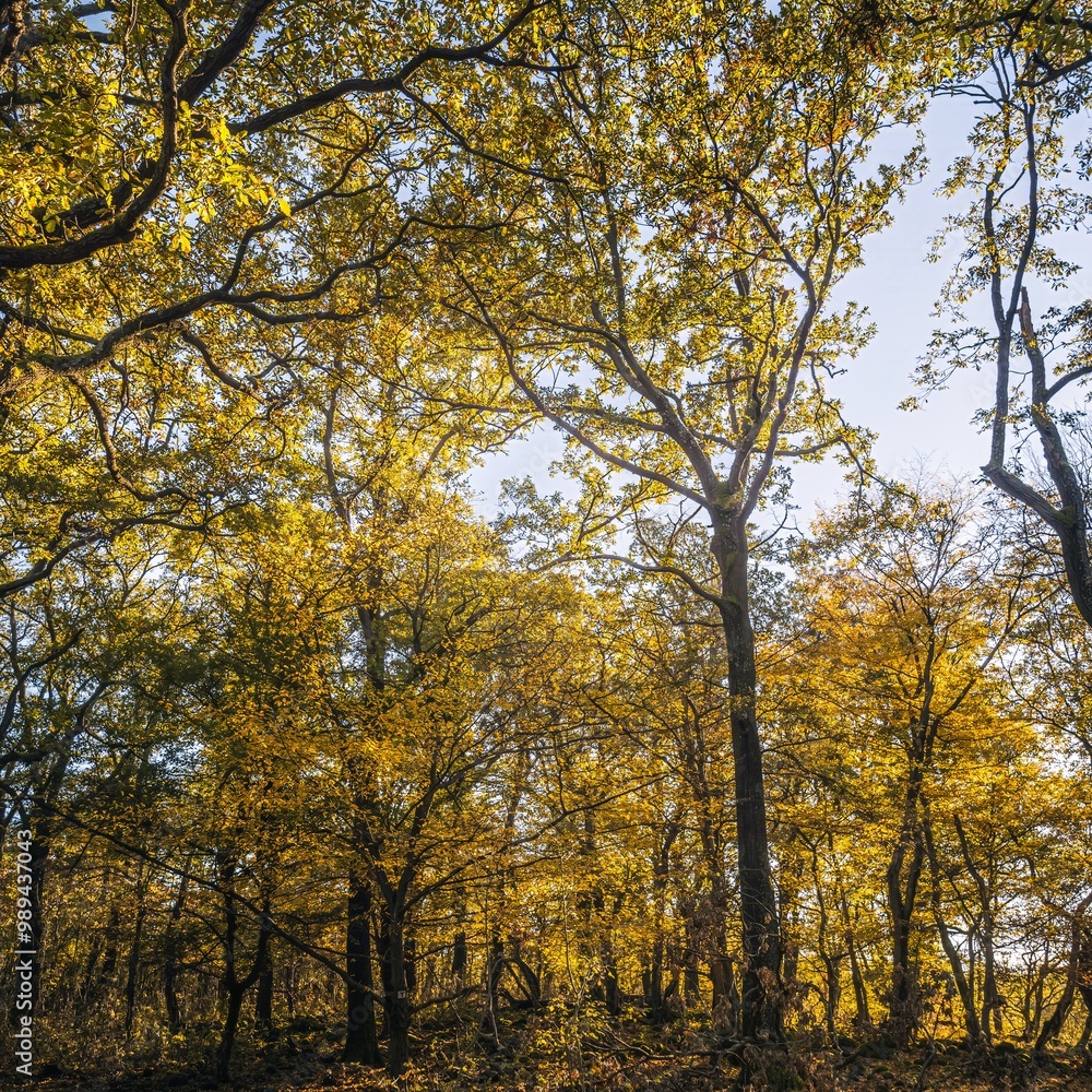 Serene Autumn Forest with Golden Leaves and Sunlit Trees Serene Autumn Forest with Golden Leaves and Sunlit Trees