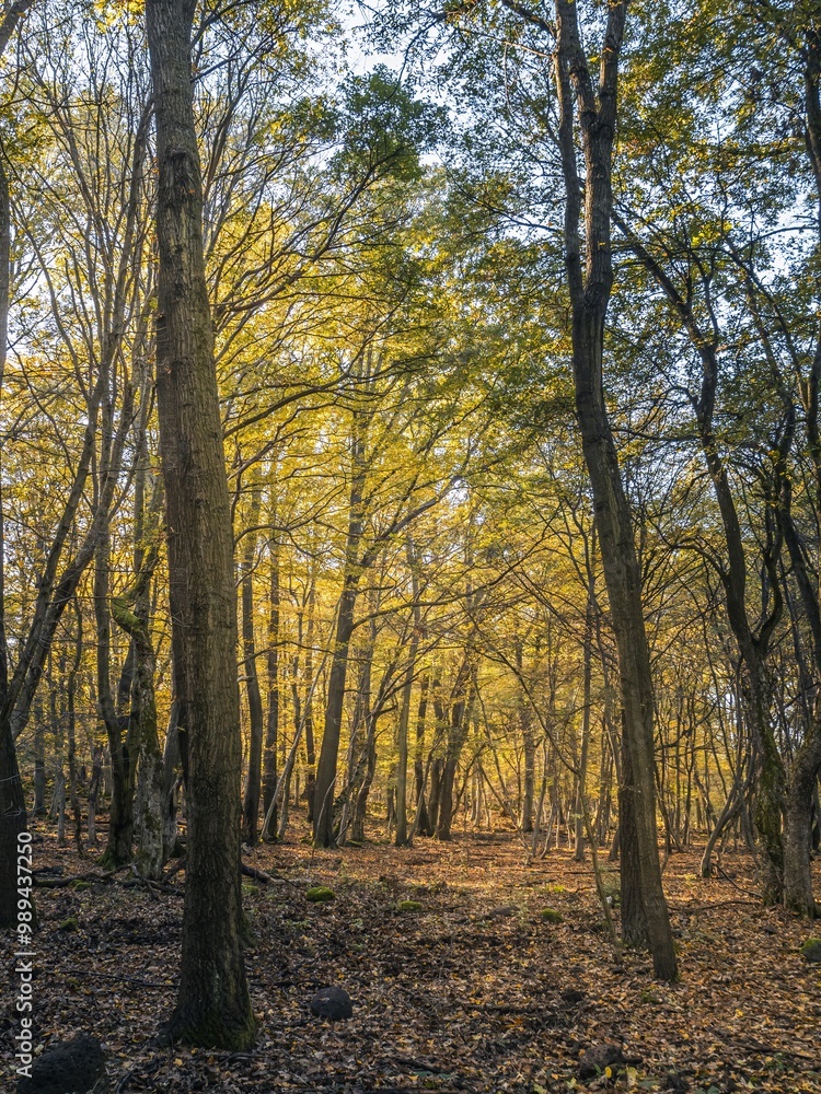 Obraz premium Serene Autumn Forest with Golden Leaves and Sunlit Trees