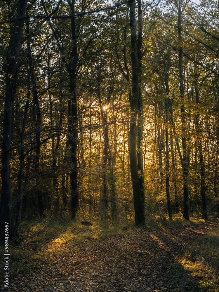 Serene Autumn Forest with Golden Leaves and Sunlit Trees