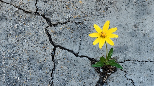 Resilient Beauty: Bright Yellow Flower Blooming in Cracks of Concrete Pavement