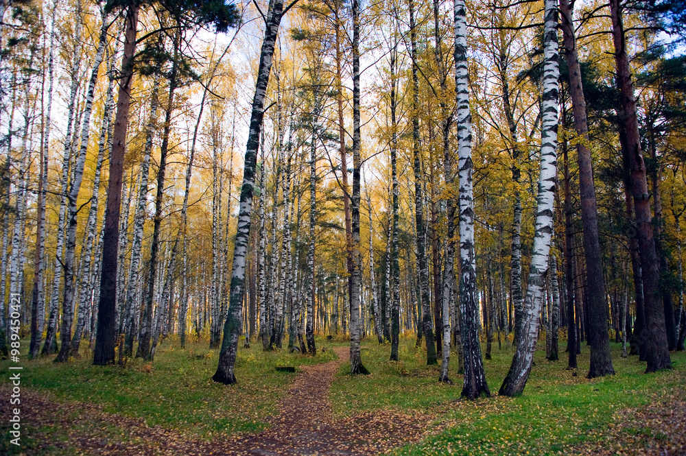 Fototapeta premium autumn forest in the morning