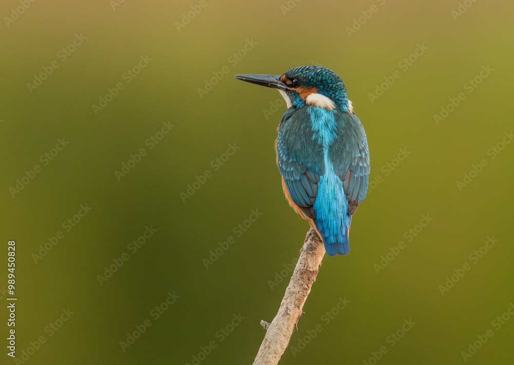 Common European Kingfisher (Alcedo atthis) fishing by the river in best light which highlights its vibrant colors Common European Kingfisher (Alcedo atthis) fishing by the river in best light which highlights its vibrant colors