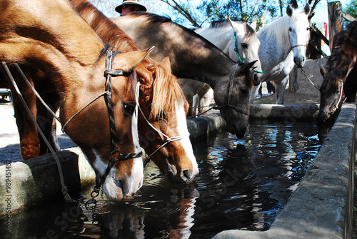 Cavalos bebendo água photo