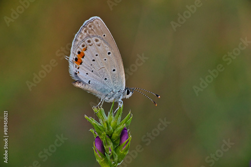 Schmetterling