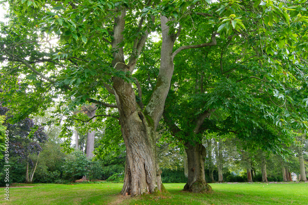 Châtaigniers centenaires dans le parc d'un château en Bretagne Châtaigniers centenaires dans le parc d'un château en Bretagne